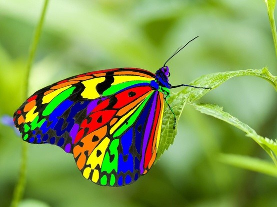 Photo:  rainbow of colors on a tiny butterfly